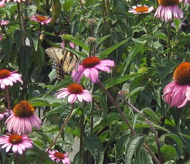 Echinacea purpurea 'Magnus' 