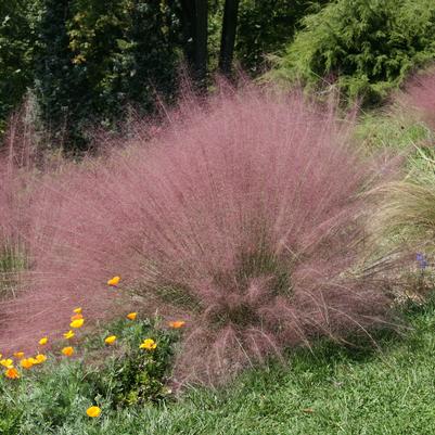 Muhlenbergia capillaris 