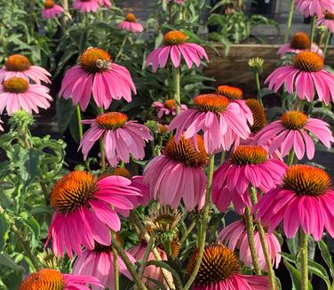 Echinacea purpurea 'Magnus' - Purple Coneflower from Pleasant Run Nursery