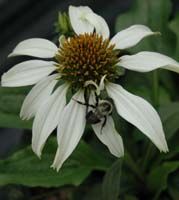 Echinacea purpurea White Swan 