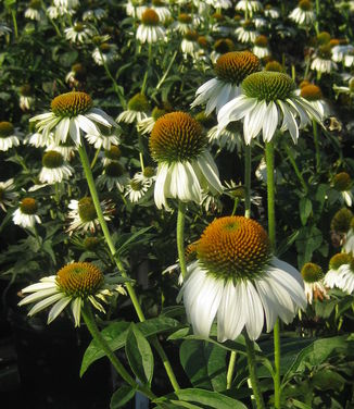 Echinacea purpurea White Swan - Purple Coneflower