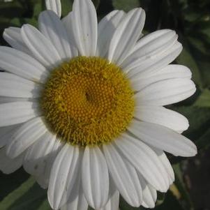 Leucanthemum x superbum Becky