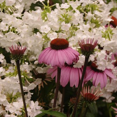 Phlox paniculata David