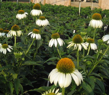 Echinacea purpurea White Swan 