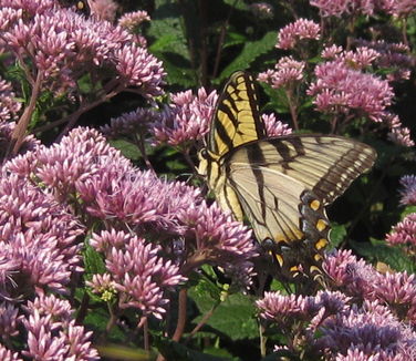 Eupatorium dubium 'Little Joe'