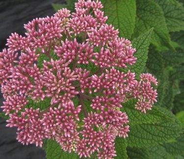 Eupatorium dubium 'Little Joe' - Joe Pye Weed