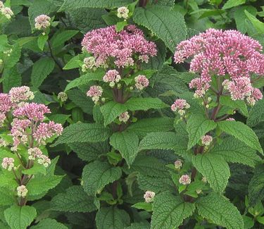 Eupatorium dubium 'Little Joe' - Joe Pye Weed