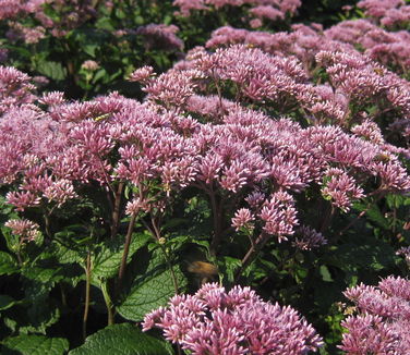 Eupatorium dubium 'Little Joe'