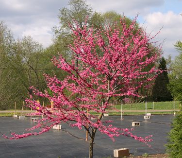 Cercis canadensis Appalachia - Red Eastern Redbud