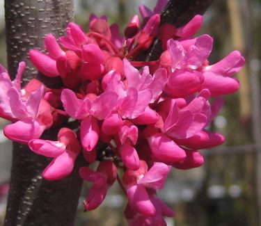 Cercis canadensis Appalachia - Red Eastern Redbud