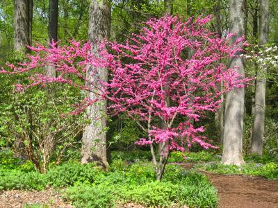 Cercis canadensis 'Appalachia' (@ Mt Cuba)