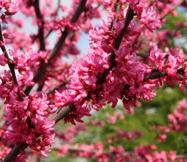 Cercis canadensis Appalachia - Red Eastern Redbud