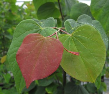 Cercis canadensis Appalachia - Red Eastern Redbud