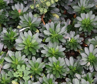 Euphorbia amygdaloides var. robbiae - Wood Spurge (Chanticleer)