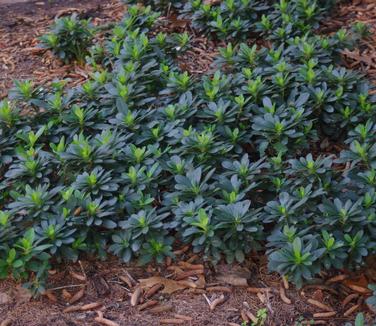 Euphorbia amygdaloides var. robbiae (@ Scott Arb)