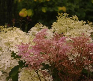 Filipendula rubra Venusta 