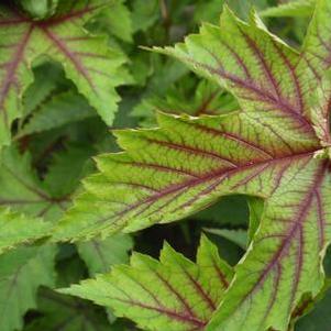 Filipendula x Red Umbrella