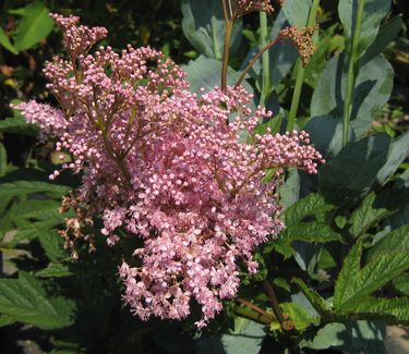 Filipendula rubra Venusta - Queen-of-the-Prairie 