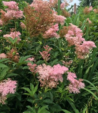 Filipendula rubra Venusta - Queen-of-the-Prairie 