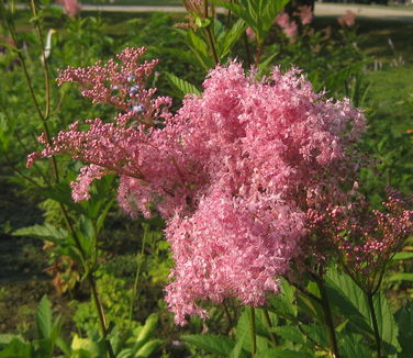 Filipendula rubra Venusta - Queen-of-the-Prairie 