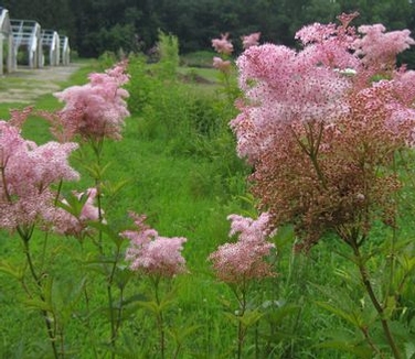 Filipendula rubra Venusta