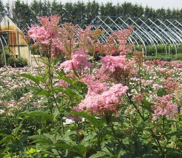 Filipendula rubra Venusta - Queen-of-the-Prairie 