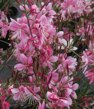 Gaura linderheimeri Siskiyou Pink