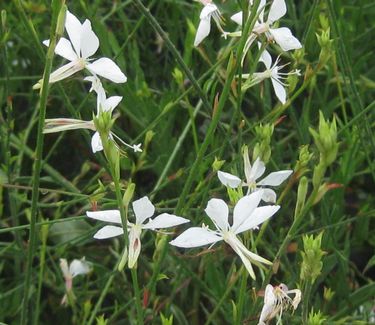 Gaura linderheimeri 'Whirling Butterflies' - Wandflower 