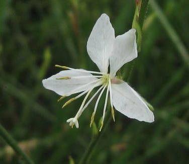 Gaura lindheimeri Whirling Butterflies