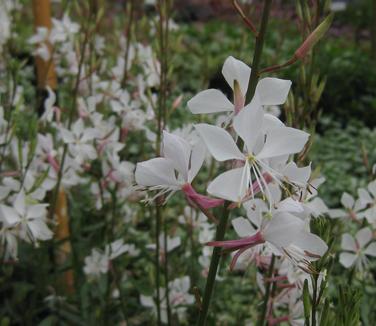 Gaura linderheimeri Whirling Butterflies