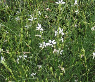 Gaura linderheimeri 'Whirling Butterflies' - Wandflower 