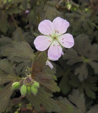 Geranium maculatum Espresso - Spotted Cranesbill 