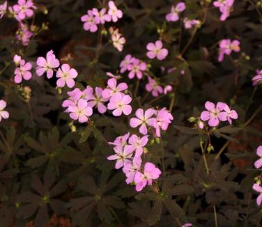 Geranium maculatum 'Espresso' - Spotted Cranesbill 