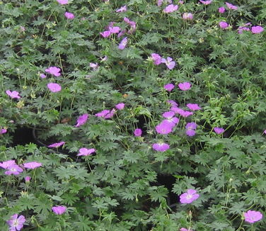 Geranium sanguineum Max Frei