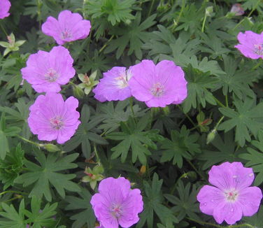 Geranium sanguineum Max Frei