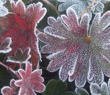 Geranium sanguineum var. striatum - Striped Bloody Cranesbill (w/ frost)