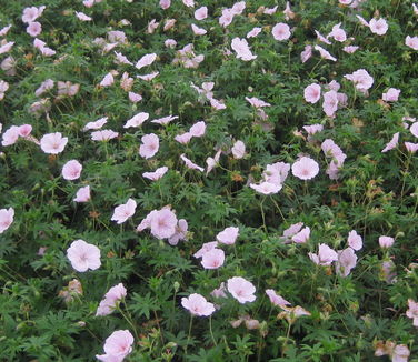 Geranium sanguineum var. striatum - Striped Bloody Cranesbill