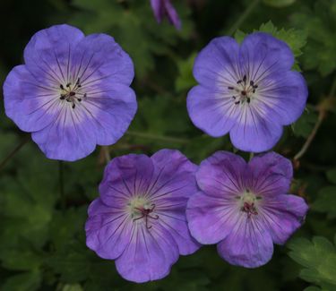 Geranium x 'Rozanne'