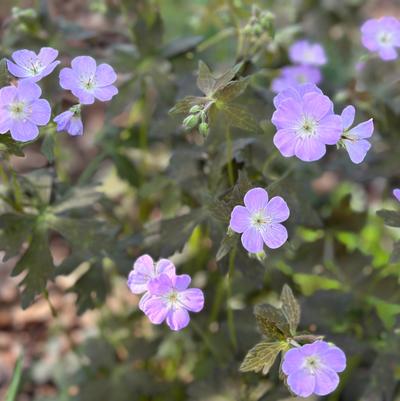 Geranium maculatum Crane Dance