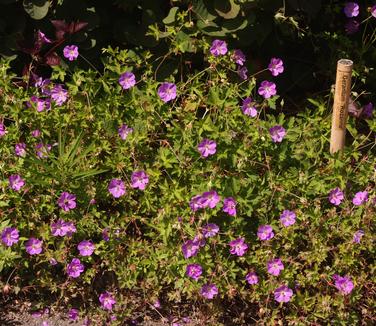 Geranium x Rozanne (Untermyer Gardens)