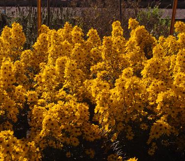 Helianthus salicifolius 'First Light'