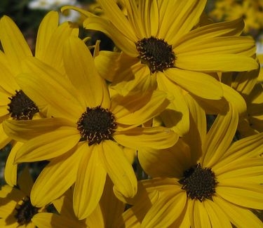 Helianthus salicifolius First Light