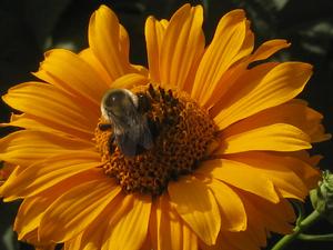 Heliopsis helianthoides 'Summer Sun' - False Sunflower