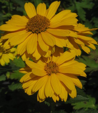 Heliopsis helianthoides Summer Sun - False Sunflower