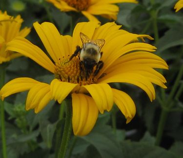 Heliopsis helianthoides Summer Sun