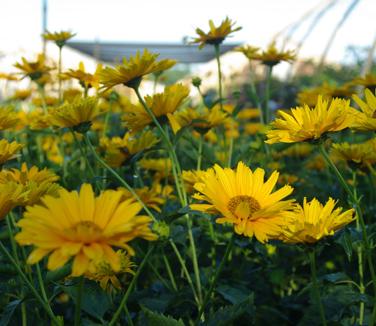 Heliopsis helianthoides Summer Sun