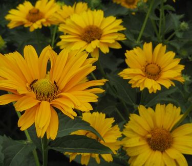 Heliopsis helianthoides 'Summer Sun' - False Sunflower