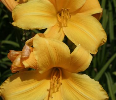 Hemerocallis 'Buttered Popcorn' - Daylily