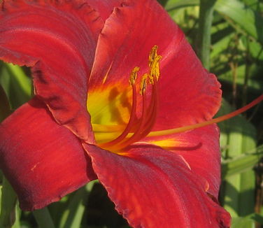 Hemerocallis 'Chicago Apache'