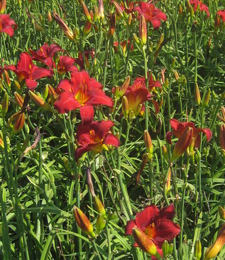 Hemerocallis Chicago Apache 